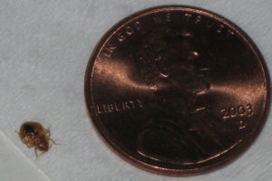 Chicago named top city for bed bugs in 2012