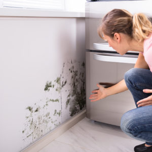 Mold and Homeowners Insurance