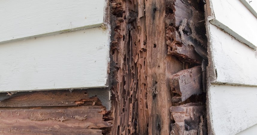 Will your home insurance policy cover termite damage?