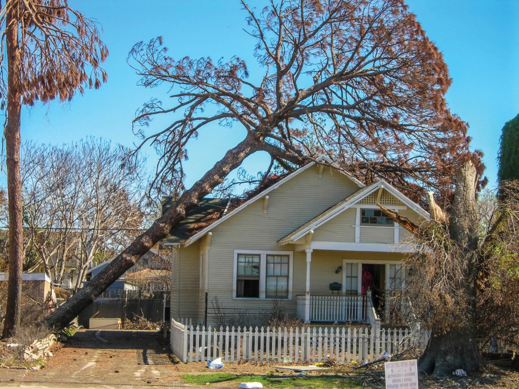 Timber! Protecting your home from falling trees