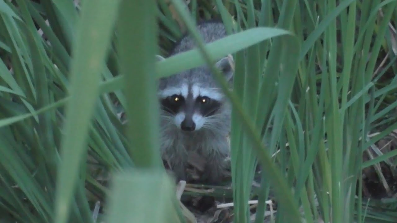 When Animals Invade: Crossing Paths with Nature at Home