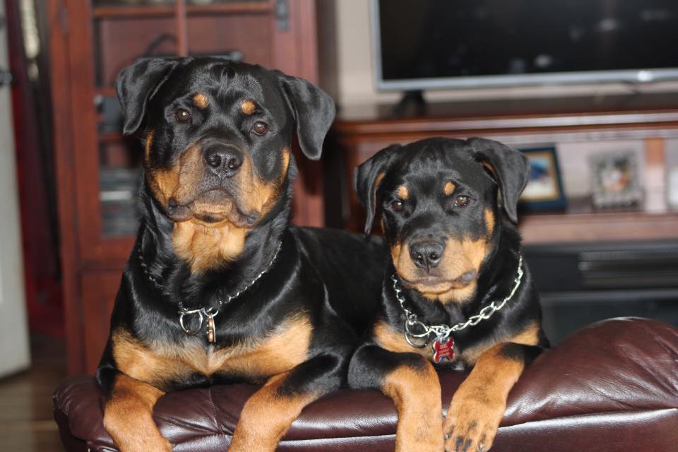 How can I find home insurance if I have a rottweiller?