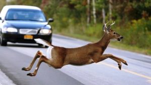 How to steer clear of deer