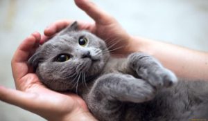 New insurance coverage aims to keep your cat feelin' fine