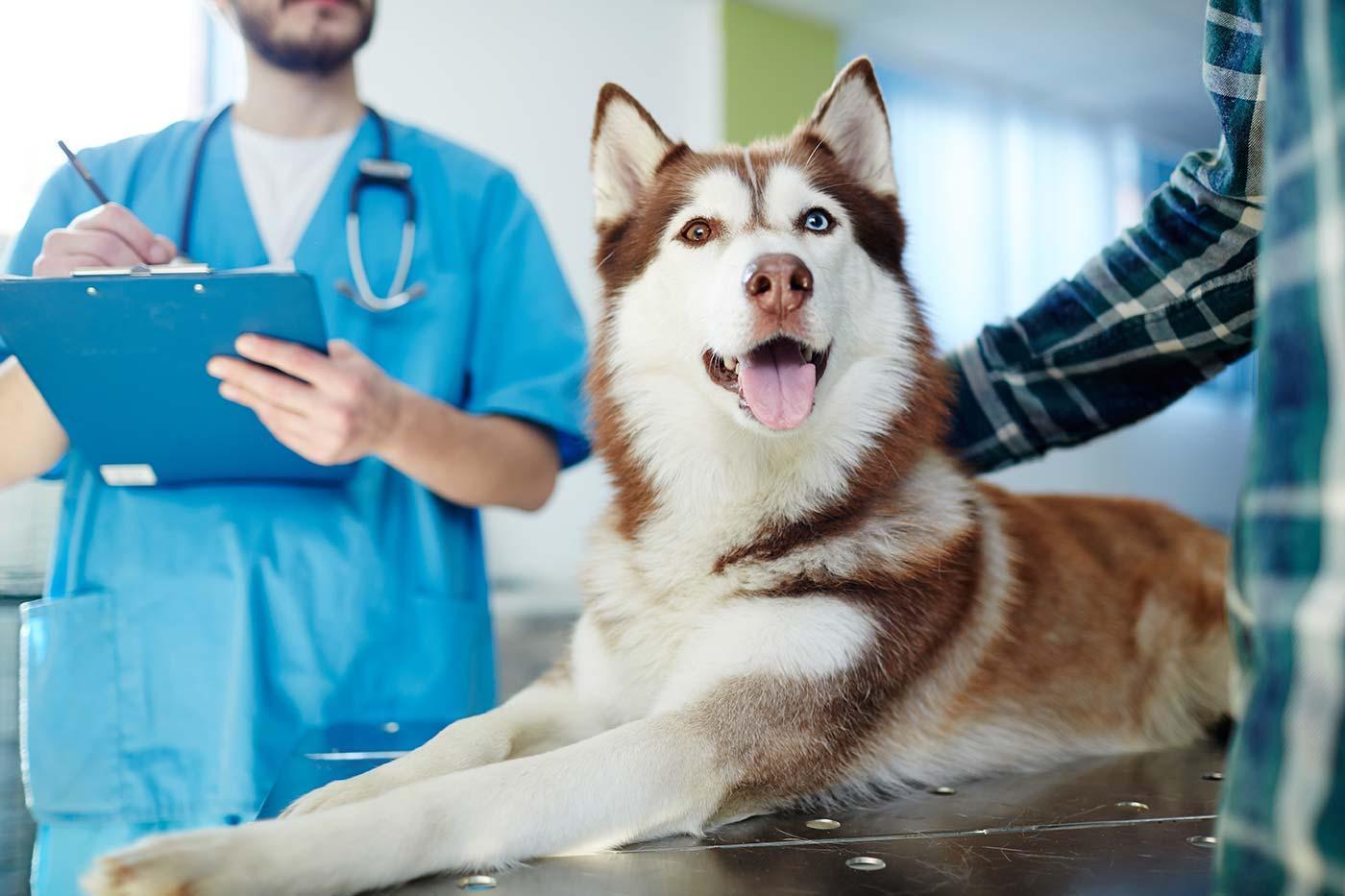 Pet insurance: Do you have a high-maintenance breed?